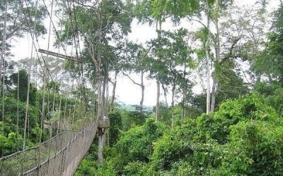 Image of a canopy walkway from tripspoint.com